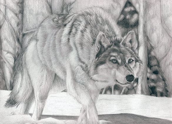 wolf template 10