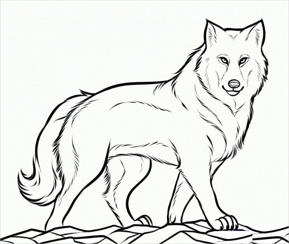 wolf template 60