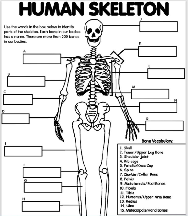 12-printable-human-body-outline-templates-pdf-word-excel-samples